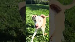 Fort Manson San Francisco C.A #puppy #pets #doglife #funny #animals