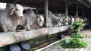 24 JAM BERSAMA SAPI SAPI JUMBO !!!