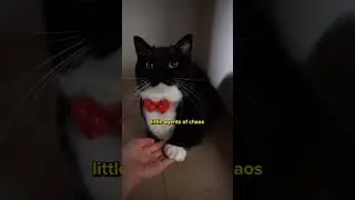 Cat&rsquo;s fur color = personality?? 🙀
