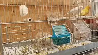 canaris suivi d'elevage