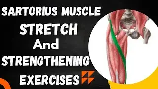 SARTORIUS MUSCLE Stretch and strengthening exercises 👍/SARTORIUS MUSCLE k Stretch aur strengthening