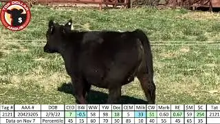 Angus Heifer 2121 - Rhodes Angus 2023