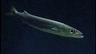 クロシビカマス　Kurosibikamasu　Promethichthys prometheus