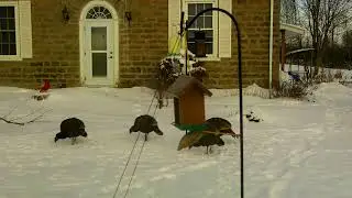 Oh those little birdies!!