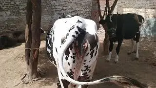 world highest milking cow,world highest milking girlando cow breeds,cow,highest milking cow,highest