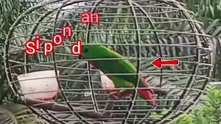 Serindit tiga bermain singa singa si jago si capcap si pondan 