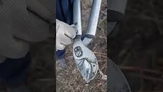 Provera makaza love 69 100 #pruning #agriculture #fruitcutting #fruit #garden #fruits #radeprotic