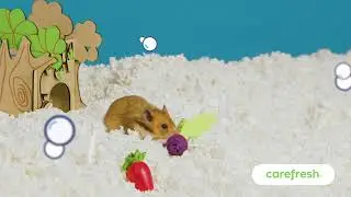 The Secret to Odor-Free Small Pet Homes: carefresh Bedding 🐹🐰