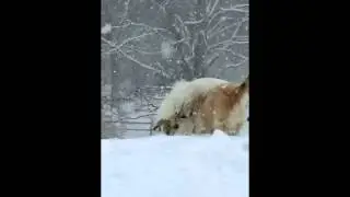 Sierra - Great Pyrenees for adoption through NGPR