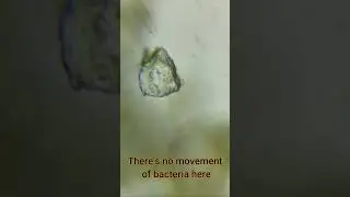 Microorganisms Under Microscope [Part 3] | Learn Practically #euglena #paramecium #science