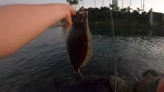 QUICK CLIPS AT LONG BEACH (HALIBUT FISHING)
