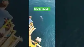 oh my god! whale shark appears 😮😮😮😱😱😱
