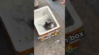 Menyelamatkan anak kucing yang hampir mati 😥