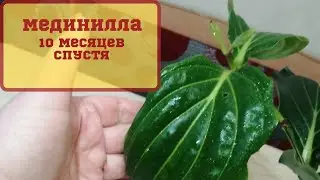 Мединилла, 10 месяцев спустя. 🍀🍁