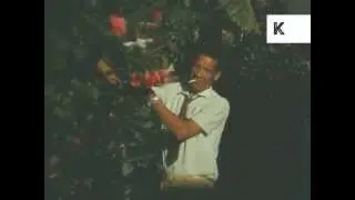 1960s Caribbean Island Home Movies, Jamaica, Docks