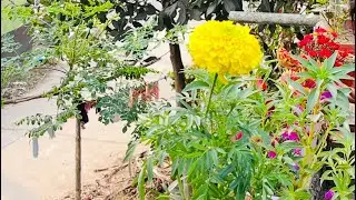 Bong puja lifestyle 🫶 is live fuler  মতন যদি সব সুন্দর হতো 💞