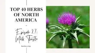 Milk Thistle - Top 40 Herbs of North America - Part 27