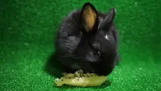 Rabbit eats kiwi