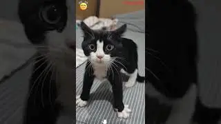 Funny Grumpy Kittens Moments | Funny Cats