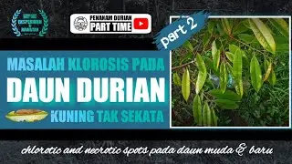 Masalah Klorosis Pada Daun Durian Part 2