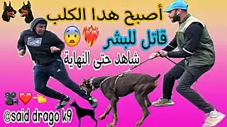 كيفية تدريب كلب الدوبرمان على شراسة 😨🔥(تتمة التدريب)🎬❤️