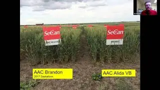 SeCan Round Table: What&rsquo;s New in Cereal Varieties for Western Canadian Farmer