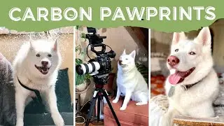 Sustainable Pets | My Zero Waste Dog