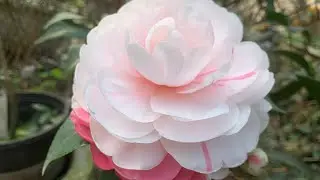Trà My tết đang hoa giá sập sàn siêu rẻ 0349581888 ngày 27/1 lan rừng giá rẻ.lan rừng.hoa trà my 