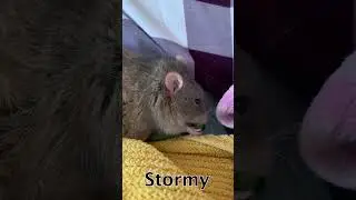 Pet Rat Video