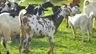 This is how smart thieves  are on stealing  goats, watch till the end