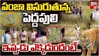 Tiger Hulchal at Siddipeta |పెద్దపులి ఇప్పుడు ఎక్కడుందంటే..| High Alert to Koheda | Arepalli | BIGTV