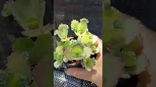 Pensa em uma plantinha prolífica! As  kalanchoes !!!🪴🥰❤️