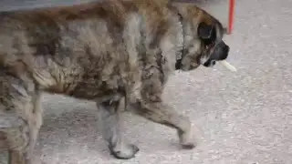 Dog Buries Bone