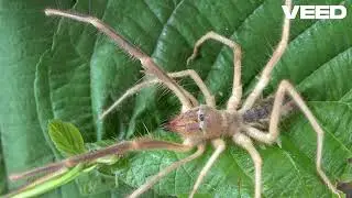 Scorpio Wonders  Fish and Arachnid Mysteries!