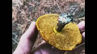 Foraging slippery jack mushrooms Victoria