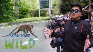 Human-Macaque Interaction along Ternate-Nasugbu Road | Born to be Wild