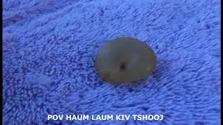 POV HAUM LAUM KIV TSHOOJ   `@1