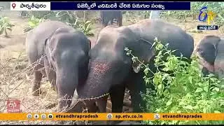 మన్యం ఏజెన్సీలో పెరిగిన ఏనుగుల సంఖ్య | Number of Elephants Increased in Manyam Agency