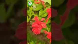 salvia plant seed in flower #salvia #redflower
