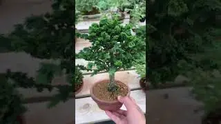 一棵石化桧盆景，盆景届生长最慢的植物 #盆景 #石化桧盆景