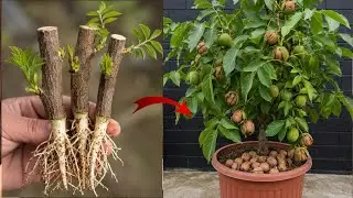 Start Walnut Trees from Cuttings | Simple Gardening Hack