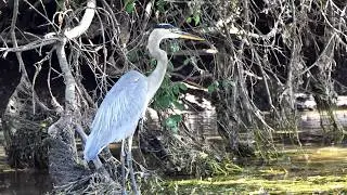 Get To Know The Great Blue Heron