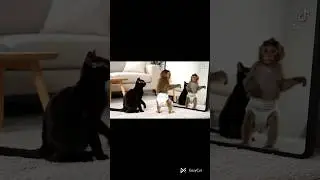 Baby Monkey TikTok Star #monkeydance #funnyshorts #tiktokvibes #pets #monkeystar #TikTok #monkey