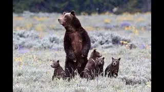 Wildlife Photography-Bear 399 4 cubs full version Pilgrim Creek Crossing 6/06/20-Jackson/Grand Teton