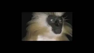SURHAY - BAPTISED CAT FOOD (prod. ExKid) [LYRIC VIDEO]