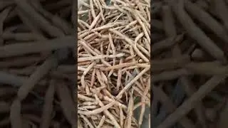 khejri ki patri khokha 🌿🌿🌿😇😇😇😇😆🥱😛
