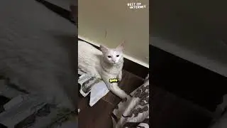 Cuddles Over Work! Adorable White Cat Demands Attention