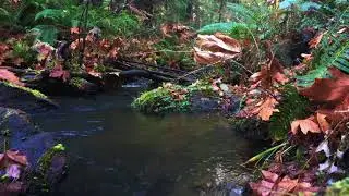 Bowen Park Tributary - 1 Hour Relaxing Nature Sounds