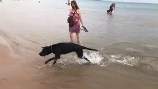 Chicago Walking Tour - Montrose Beach and Dog Beach Walk