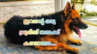 ഇവന്റെ ഗ്രൂമിങ് നമ്മക്ക് കണ്ടാലോ....... | ɢᴇʀᴍᴀɴ ᴅᴏɢ🔥| ʜᴏᴍᴇ ꜱᴇʀᴠɪᴄᴇ | ᴅᴏɢ ɢʀᴏᴏᴍɪɴɢ | ꜰᴀᴍɪʟʏ ᴅᴏɢ |
